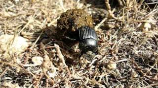 Dung beetle Scarabaeus laticollis rolling its dung ball  Bousier qui roule sa boule [upl. by Dodwell]