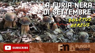 Porcini Settembre 2023 La Furia Nera dei Boletus Aereus in Piemonte 🍄😱 [upl. by Yoj]