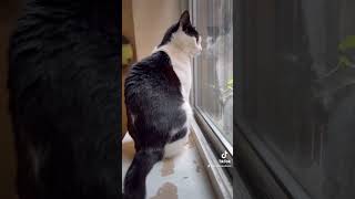 Steve update  idiopathic vestibular syndrome in cats [upl. by Germana746]