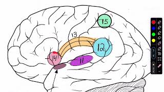 Cerebral Cortex textbook [upl. by Esilahs]