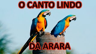 LINDO Canto da Arara  O Canto da Arara Canindé  Som da Arara Caninde  Arara Canindé CANTANDO [upl. by Adien504]