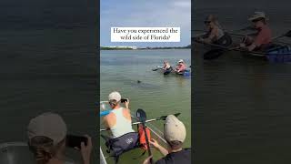 We love seeing dolphins in their natural habitatPaddle with us in Tampa for the chance to see them [upl. by Aehsal954]