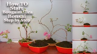 How to Start Bougainvillea Bonsai Step by Step amp Growing TipsGREEN PLANTS [upl. by Chavaree295]