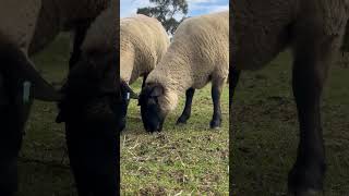 Suffolk sheep suffolk suffolksheep [upl. by Llecrad]