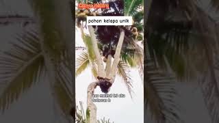 Pohon kelapa unik reaction shorts faktaunik [upl. by Anyak]