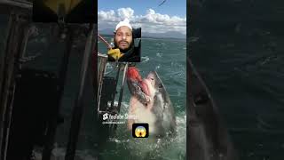 Big shark 😱 watch the eindfishing fishingvideo fishanimals vairalvideo [upl. by Naamann554]