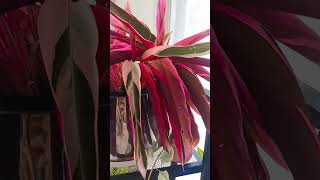 Stromanthe triostar indoor plantsplants springgarden plantas garden indoorplants shorts video [upl. by Ardeen24]