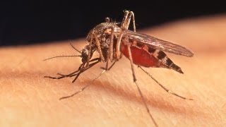 Human Health VectorBorne Diseases and Climate Change [upl. by Daffie54]