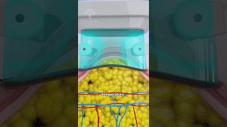 How Does Fat Freezing amp Cryolipolysis Really Work 😲 shorts viralvideo  CREATIVELEARNING3D [upl. by Zenitram]