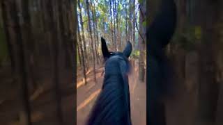 Gallop through the pines [upl. by Luciano]