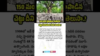 150 మంది ప్రాణాలు కాపాడిన చెట్టు avrupdates [upl. by Uis4]