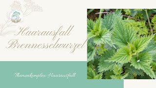 Brennesselwurzel Haarausfall  Ellen Langstein [upl. by Allimaj204]