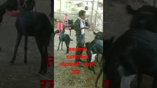 रडण्यापेक्षा लढण्याची तयारी ठेवा osmanabadi goat arvee goat farm shelipalan [upl. by Other21]