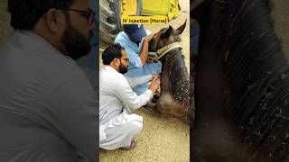 IV injection in Horse  Horse treatment Colic in horse  arabic топ viral music animaldisease [upl. by Mcintyre832]