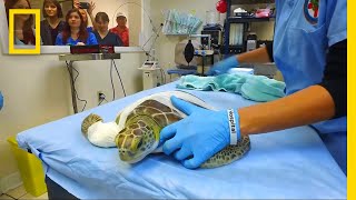 Sea Turtles Get LifeSaving Surgery at Florida Hospital  National Geographic [upl. by Ynohtnakram]