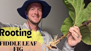 How to propagate fiddle leaf fig  Using water and a vase [upl. by Lebana]