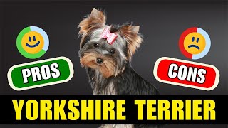 Yorkshire Terrier Should You Get One The Pros amp Cons Of Owning One [upl. by Naerol766]