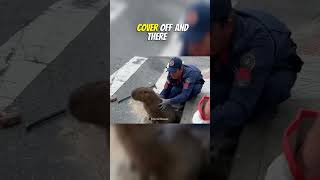 Capybara Rescue Brazils Friendly Rodent Saved from Storm Drain [upl. by Jopa]