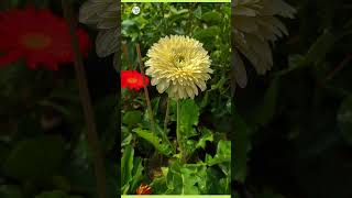 gerbera flowerbud plantinfo garden [upl. by Buhler677]