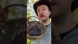 shorts nannyberry harvest foraging diy frontierfarmer frontierrevival [upl. by Novyart]