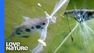 How The Archerfish Guns Down Spiders With Spit [upl. by Aicilic]