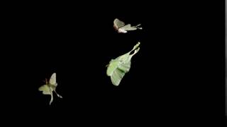 Luna Moth Actias luna 1500fps flight [upl. by Aneej]