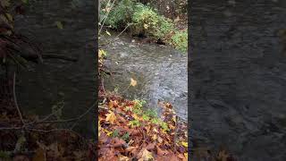 Dickerson river Chum Salmon run 2024 [upl. by Schweitzer]