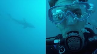 Watch Diver Freak Out When Great White Shark Gets Close [upl. by Sinne156]