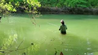 Dry fly fishing for Common carp in April [upl. by Voorhis780]