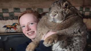 huge rabbits in the world [upl. by Oap]