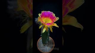 Time lapse flower cactus blooming Witness the magical beauty of a cactus flower in full bloom P24 [upl. by Stav783]