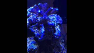 Purple Stylophora SPS coral [upl. by Coltun453]