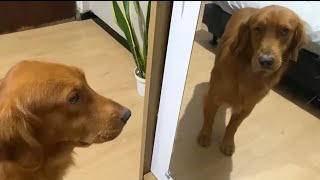 Golden retriever first time reaction see him self in the mirror [upl. by Harbot]