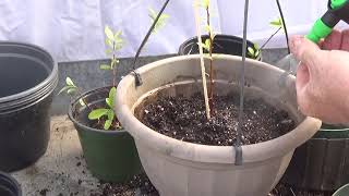 Pyracantha cuttings part 2 [upl. by Mot]