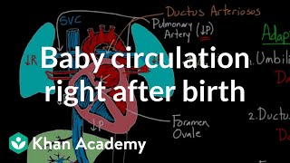 Baby circulation right after birth  Circulatory system physiology  NCLEXRN  Khan Academy [upl. by Neill]