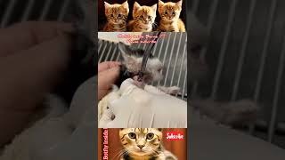 Removing Worms From This Poor Kittens Neck Part 0101127 pets cat [upl. by Tobye]