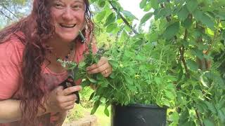 Holy Basil Ocimum sanctum Harvesting and Processing for Medicinal Use [upl. by Ignatia902]