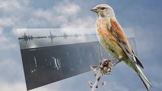 LINNET SONGS – Carduelis cannabina [upl. by Serdna]