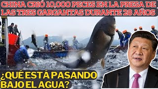 ¿28 Años De Protección Pueden Convertir Peces En GigantesIncreíble Historia Del Embalse 3 Gargantas [upl. by Iy]