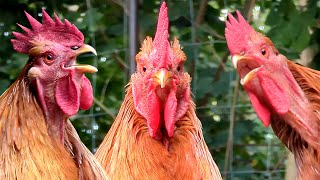 Big roosters crowing compilation  100 rooster crowing in the morning [upl. by Tarsuss272]