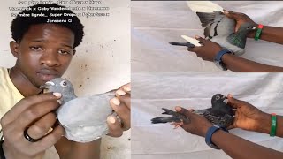 Éleveur des pigeons voyageurs atlét LOFT CHOIX DE VIE sénégalais [upl. by Georas]