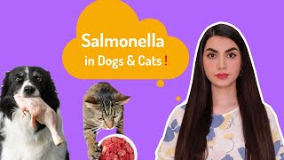 Salmonella Infection In Dogs amp Cats Symptoms Causes amp Treatments [upl. by Nnahteb]