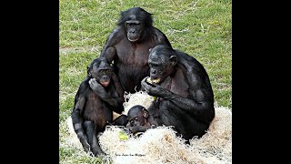 ZOO Planckendael  Bonobo’s part 2 [upl. by Stutsman]