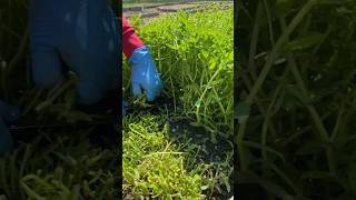 Harvesting fresh Limnophila aromatica Pak Ka Yan from the garden LimnophilaAromatica [upl. by Schulein]