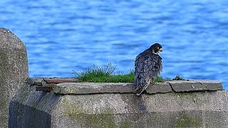 Halcón peregrino acicalándose Vuelta Ostrera [upl. by Nerta988]