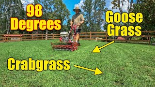 Lawn Care August  Heat  Crabgrass  Goosegrass  Common Bermuda [upl. by Ahtera]