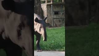 The Asian tapir Tapirus indicus [upl. by Riccio]