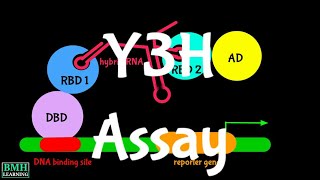 Yeast Three Hybrid Assay  Y3H system  Yeast Hybrid Assay [upl. by Loeb]