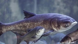 National Geographic Documentary  Hooked asian carp invasion  Wildlife Animal [upl. by Polloch]