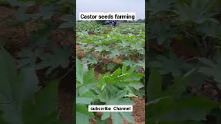 castor seeds farming of India 🇮🇳 [upl. by Eldredge]